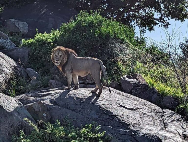 4 Days Join-In Safari: Big Five & Great Plains - Authentic Experiences and Genuine Wildlife Encounters