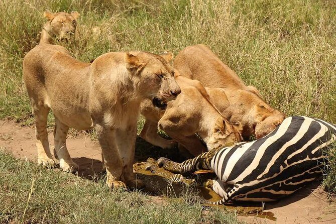 4 Days Joined Group Safari Serengeti,Ngorongoro and Tarangire National Parks - Practical Aspects and What You Should Know