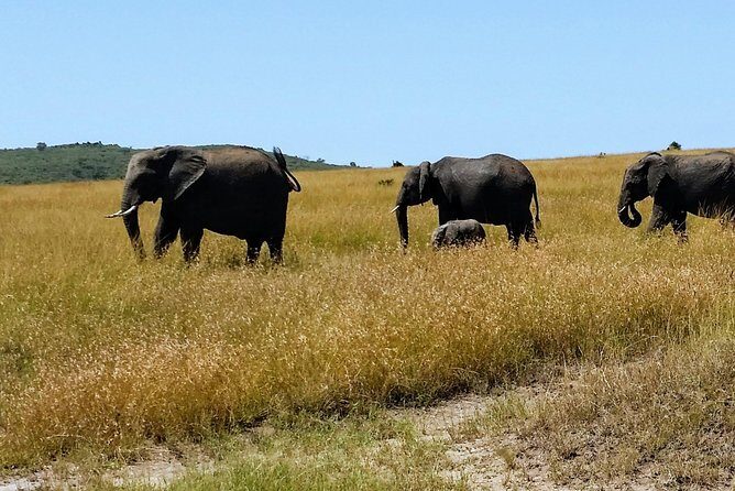 4 Days Kenya Safari - Day-by-Day Breakdown