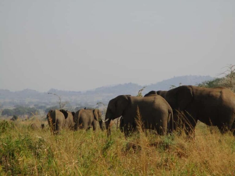 4 Days Kidepo Valley National Park Safari - Final Thoughts