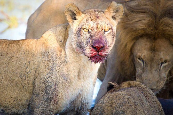 4 Days Lake Manyara National Park, Ngorongoro Crater , Serengeti National Park. - Is It Worth the Price?