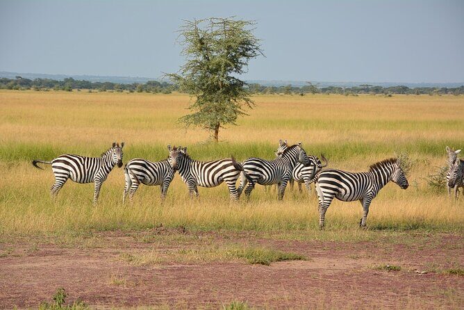 4 Days - Lake Manyara, Serengeti and Ngorongoro Crater - Day 3: From Serengeti to Ngorongoro