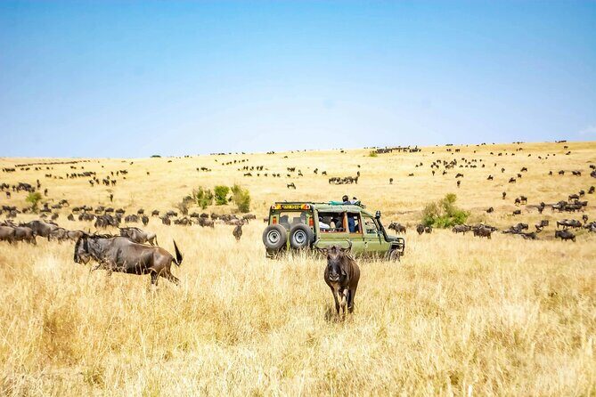 4 Days Lake Nakuru and Masai Mara Luxury Safari - Transportation & Accommodation