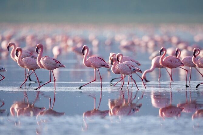 4 Days Landcruiser Safari to Masai Mara and Lake Nakuru - Why Choose This Safari?