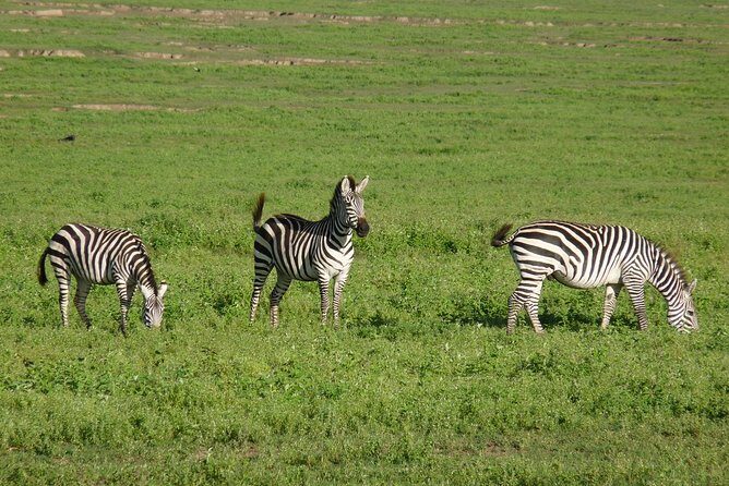 4 Days Lodge Safari - Day 2: Serengeti and the Breathtaking Plains
