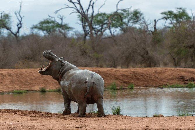 4 Days Luxury Lodge Safari Tour Tanzania - Final Thoughts: Who Is This Safari For?