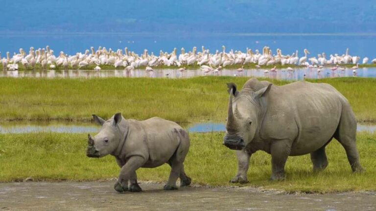 4 Days Luxury Safari to Serengeti & Ngorongoro Crater - Analyzing the Value