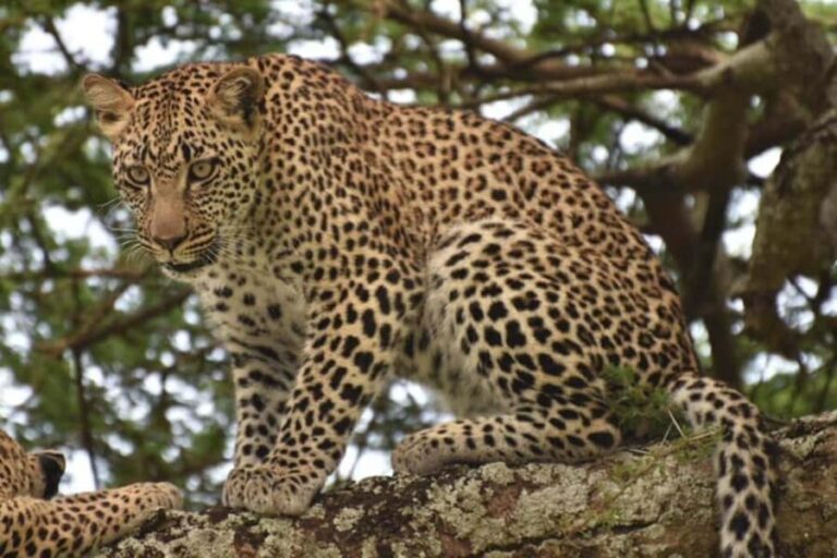 4 Days Luxury Safaris - Day 2: Lake Manyara — The Tree-Climbing Lions and More