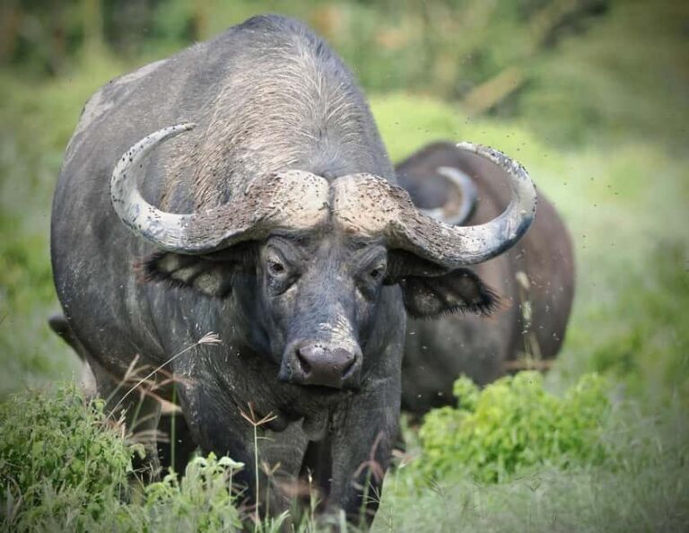 4 Days Maasai Mara and Lake Nakuru Group Safari from Nairobi - What’s Included and What’s Not