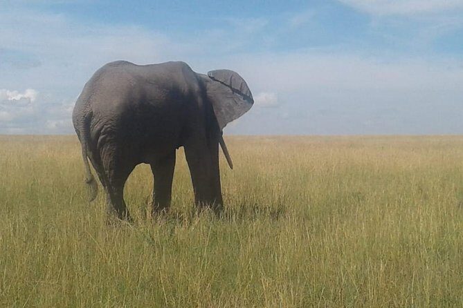 4 Days Maasai Mara and Lake Nakuru Unforgettable Safari - Detailed Itinerary Breakdown