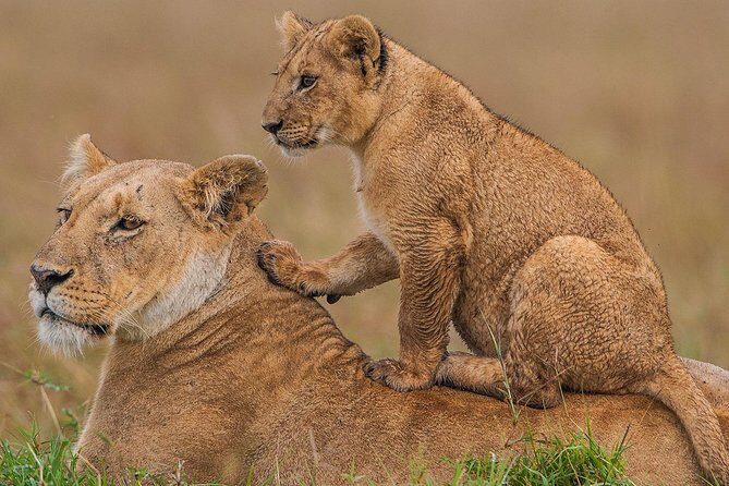4 days Maasai Mara-Nakuru Mid-Range - Who Is This Tour Best For?