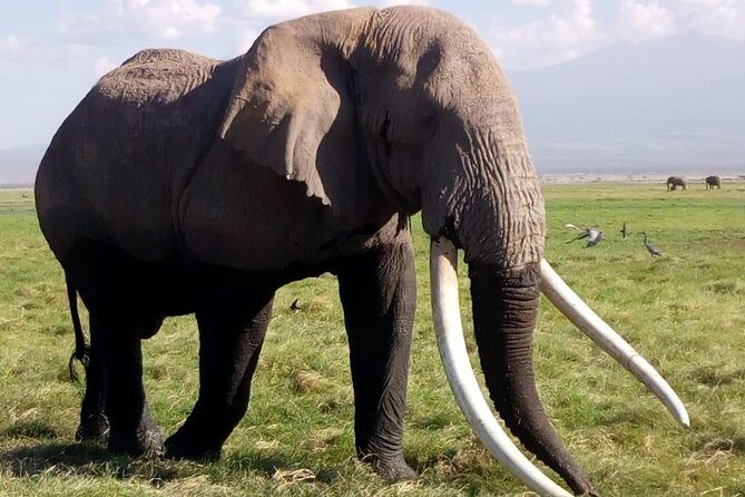 4 Days - Majestic Maasai Mara and Lake Nakuru Safari - Day 4: The Return and Final Game Drive