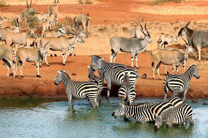 4 Days Masai Mara and Lake Nakuru Luxury Safari on 4x4 Jeep - Day 1: From Nairobi to Lake Nakuru