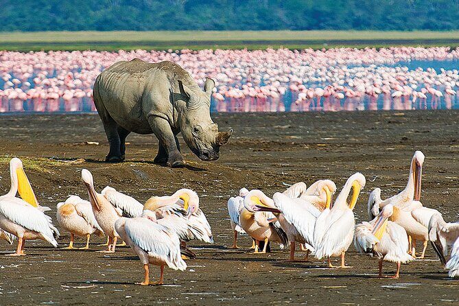 4 Days Masai Mara and Lake Nakuru Shared Camping Safari - A Detailed Look at the Tour