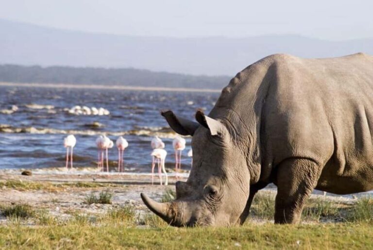 4 Days Masai Mara And Lake Nakuru Wildlife Safari - What’s Included and What’s Not