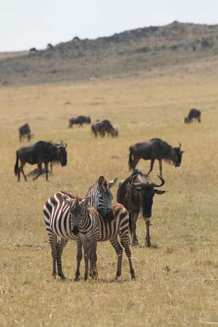 4 Days Masai Mara Group Joining Safari Tour 2024, 2025 20226 - An In-Depth Look at the 4 Days Masai Mara Safari Experience
