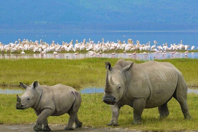 4 Days Masai Mara & Lake Nakuru Budget Group Safari in a 4x4 Jeep - Real Traveler Insights