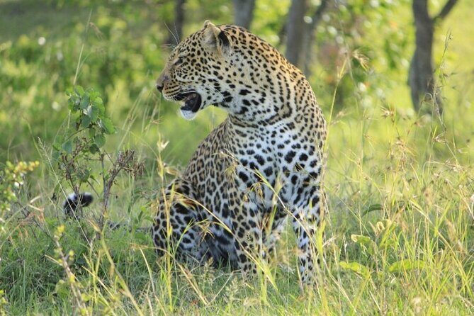 4 Days Masai Mara & Lake Nakuru Group Joining Safari - The Practical Side: What to Expect