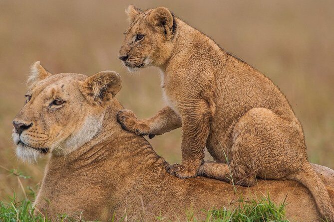 4 Days Masai Mara & Lake Nakuru Lodge Safari - Guides and Customer Service