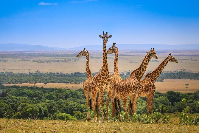 4 days masai mara Nakuru Joining safari - What Travelers Appreciate