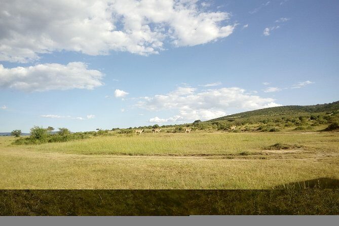 4 Days Masai Mara Nakuru - The Maasai Mara Experience — Day 1 to Day 3