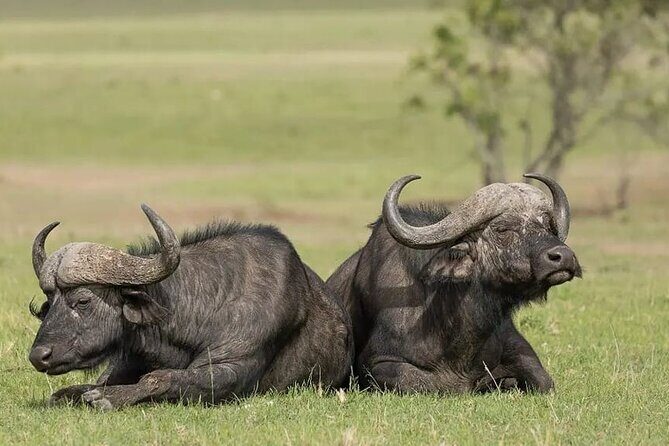 4 Days Mid Luxury Safari, Lake Nakuru and Masai Mara. - Authentic Encounters and Guided Expertise