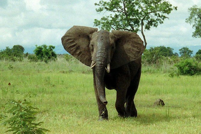 4 Days Mikumi & Udzungwa National Parks Safari - Transport, Accommodation, and Value