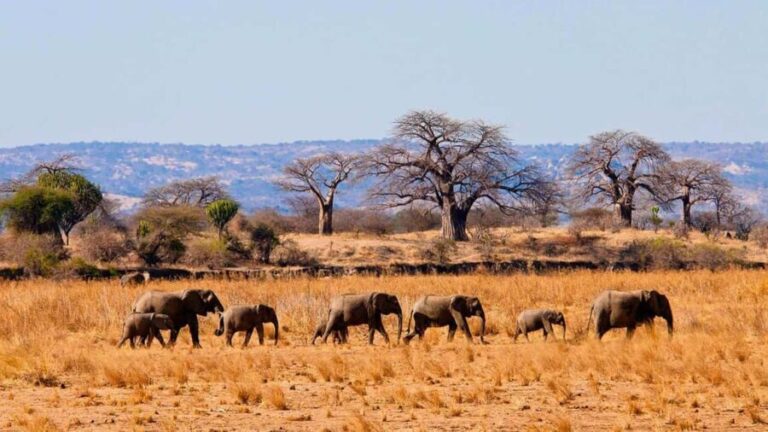 4 Days Nyerere national park and mikumi national park - From the Vehicle to the Water: What’s Included and Why It Matters
