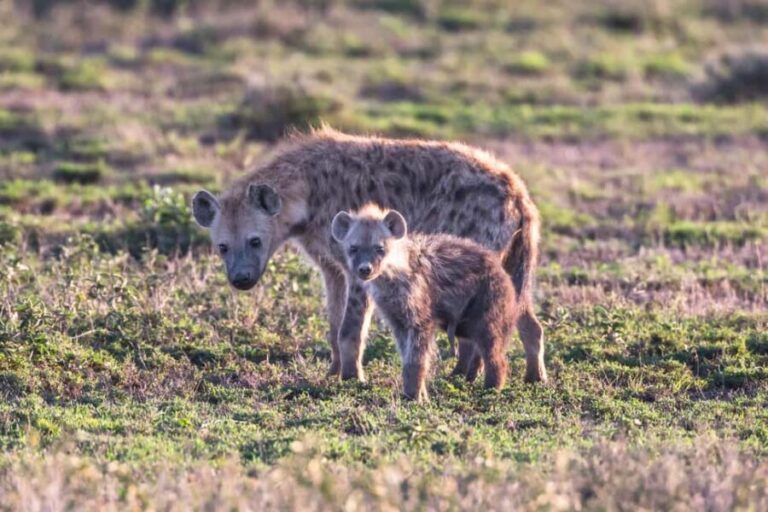 4 Days of Wildlife Wonders Your Ultimate Safari Journey - A Deep Dive into the Itinerary