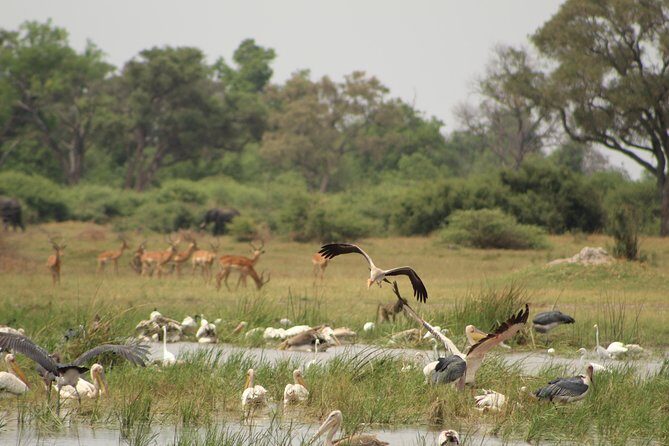 4 Days Okavango Delta Experience - Who Should Consider This Tour?
