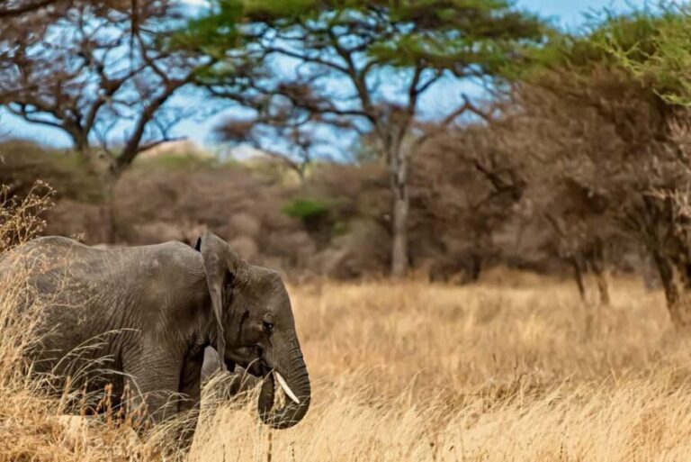 4 Days Private Safari to Tarangire & Serengeti - The Itinerary: What to Expect