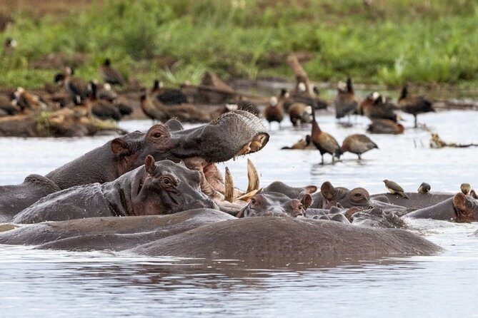 4 days Private Safari Tour Tanzania - Practical Details and Comfort