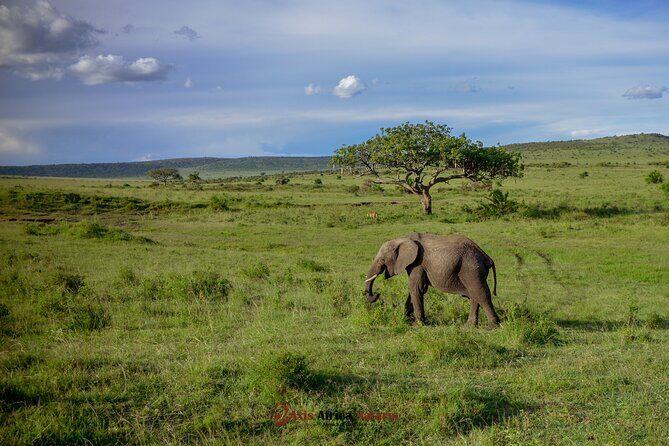 4 Days Safari Adventure Masai Mara and Nakuru Park Group - The Itinerary in Detail