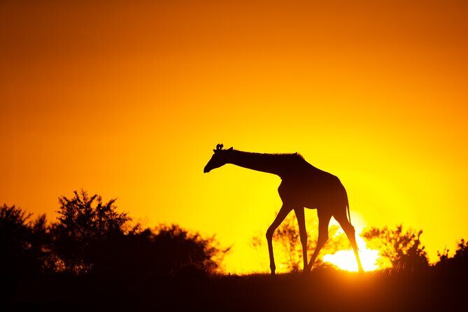 4 Days Safari from Mombasa to Amboseli and Tsavo West and East - What’s Included & What’s Not