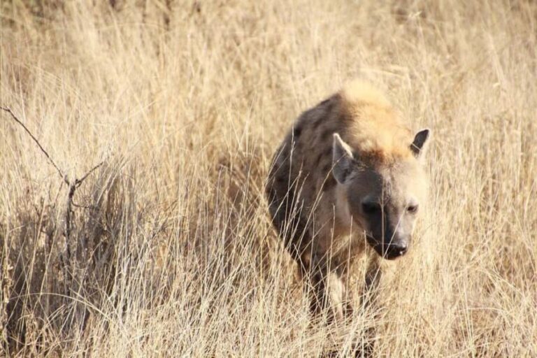 4-days Safari Mikumi National Park & Nyerere National Park - The Practicalities: What’s Included and What to Consider