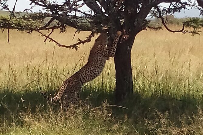 4 Days Safari to Lake Nakuru N/P and Maasai Mara N/R - Value and Practicalities