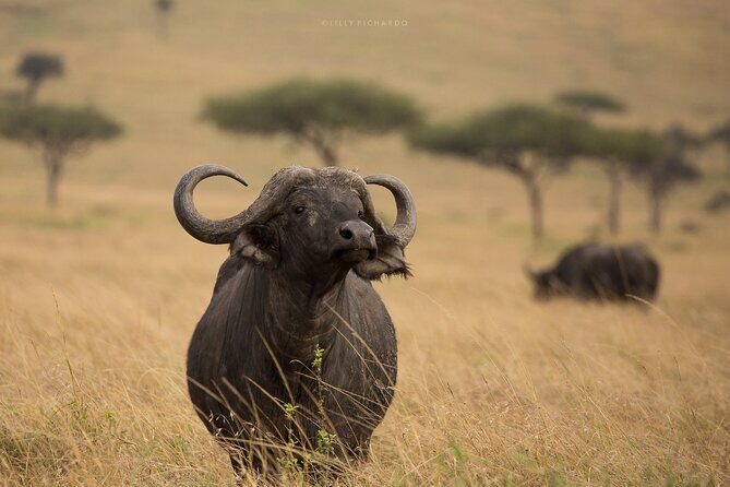 4 Days Safari to Maasai Mara N/R. - Who Is This Tour Best For?