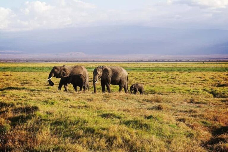 4 Days Safari to Tsavo East, Amboseli and Tsavo West Parks - What Makes This Tour Stand Out?