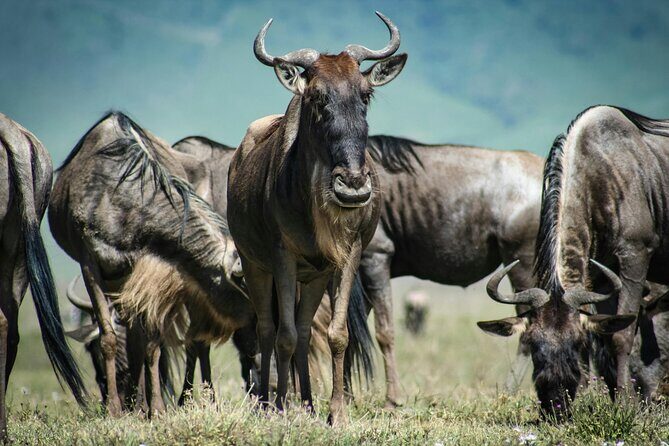 4 Days Safari Tour at Tarangire, Serengeti and Ngorongoro Crater - The Itinerary in Detail