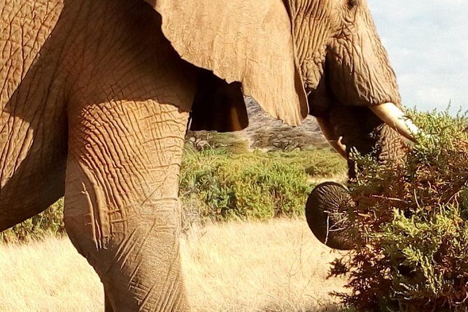 4-days safari: Tsavo east, west and Amboseli national parks - The Sum Up