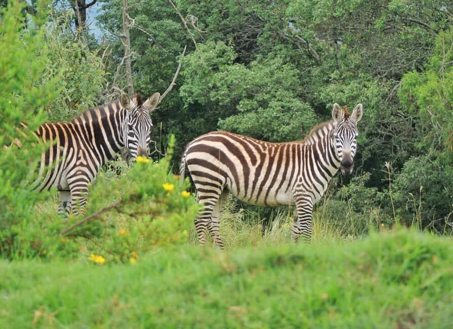 4 Days Samburu & Sweet Waters (Olpajeta) Safari. - The Sum Up