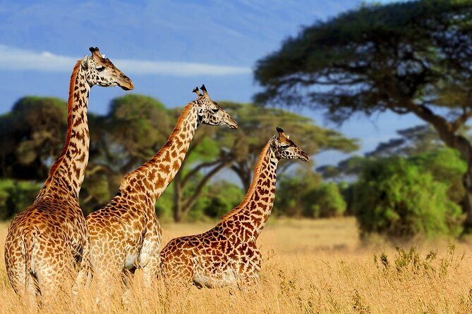 4 Days scenic Tarangire, Ngorongoro, Serengeti Group Safari - An In-Depth Look at the 4-Day Safari