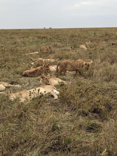4-Days, Serengeti And Ngorongoro Budget Safari. - The Practicalities: What You Should Know