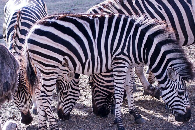 4 Days Serengeti and Ngorongoro Joining Group Mid-range Safari - Authentic Experiences and Practical Insights