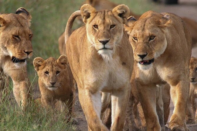 4 Days Small Group Maasai Mara and Lake Nakuru Safari - What Travelers Say