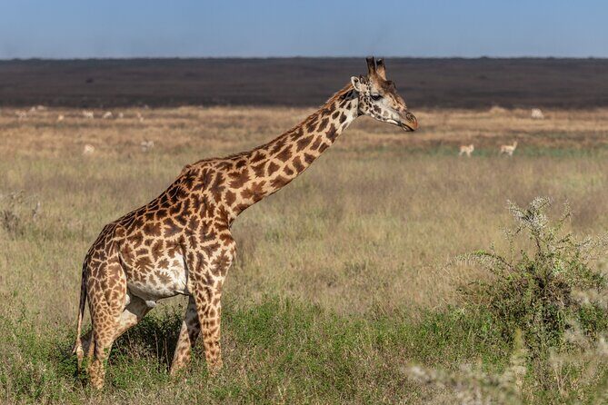 4 Days Tanzania Budget Safari - Final Thoughts