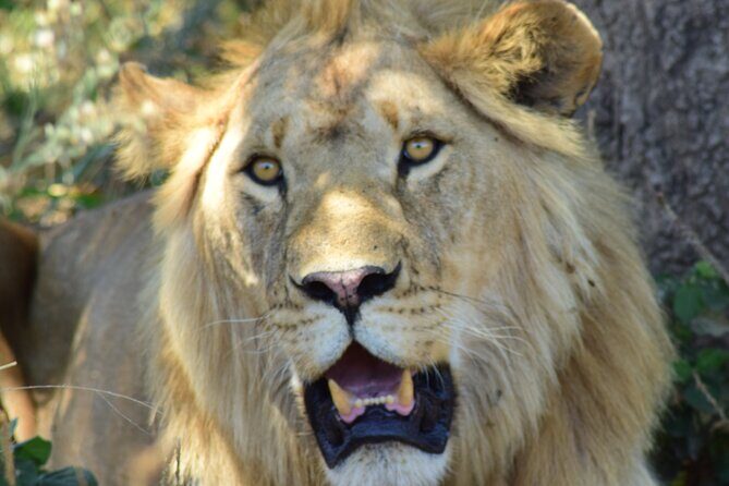 4 Days Tanzania Group Joining Safari with Mid-range Accommodation - Final Thoughts