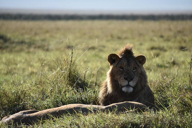 4 days Tanzania group safari to Serengeti, Crater and Tarangire - What the Experience Means for Travelers
