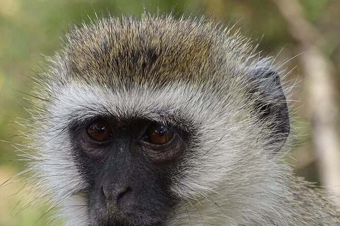 4 Days Tanzania Luxury Safari - What You’ll Experience
