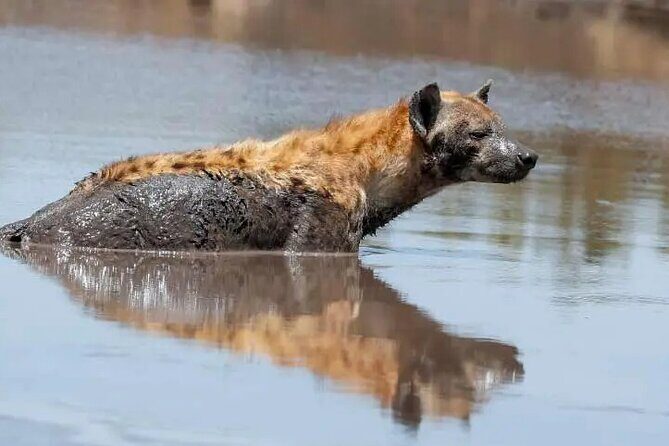 4 Days Tanzania National Parks Private Safari from Zanzibar - What Travelers Say